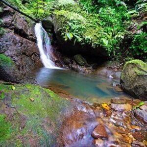 Rainforest Tour (Parish Old Road )